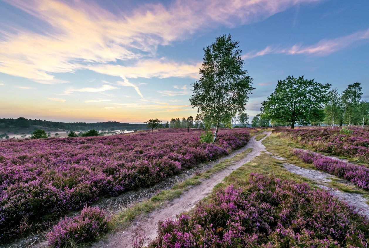 Magisk purpur: her blomstrer Lüneburger Heide