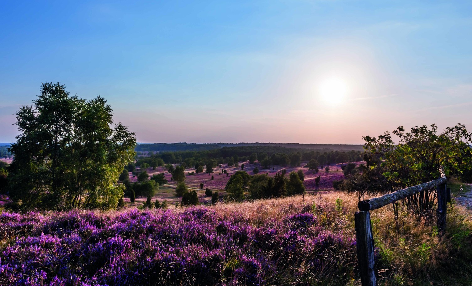 Magisk purpur: her blomstrer Lüneburger Heide