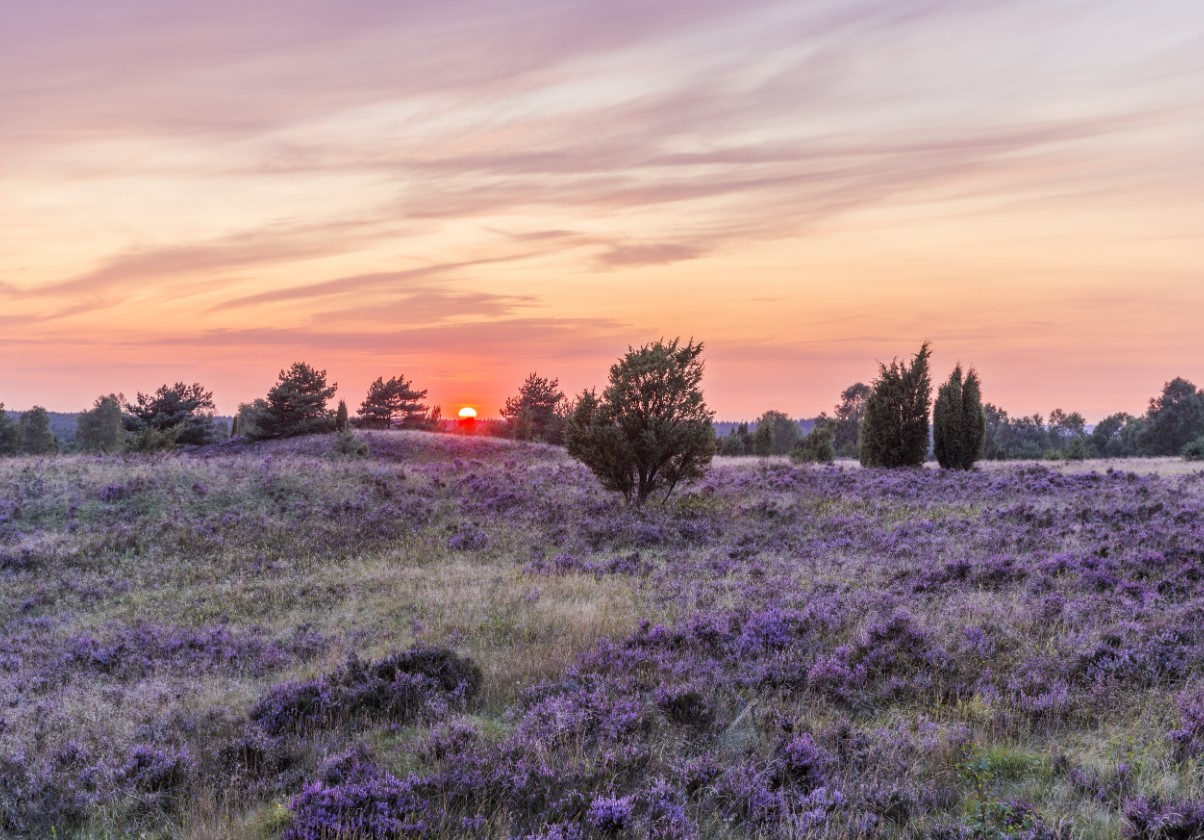 Magisk purpur: her blomstrer Lüneburger Heide