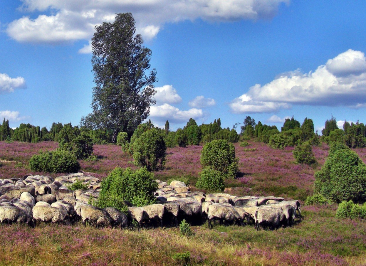Magisk purpur: her blomstrer Lüneburger Heide