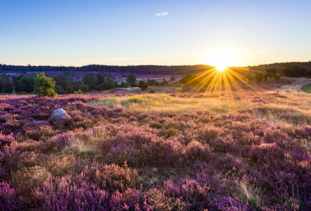 Magisk purpur: her blomstrer Lüneburger Heide
