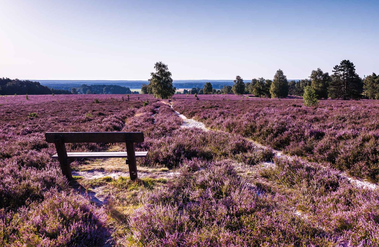 Magisk purpur: her blomstrer Lüneburger Heide