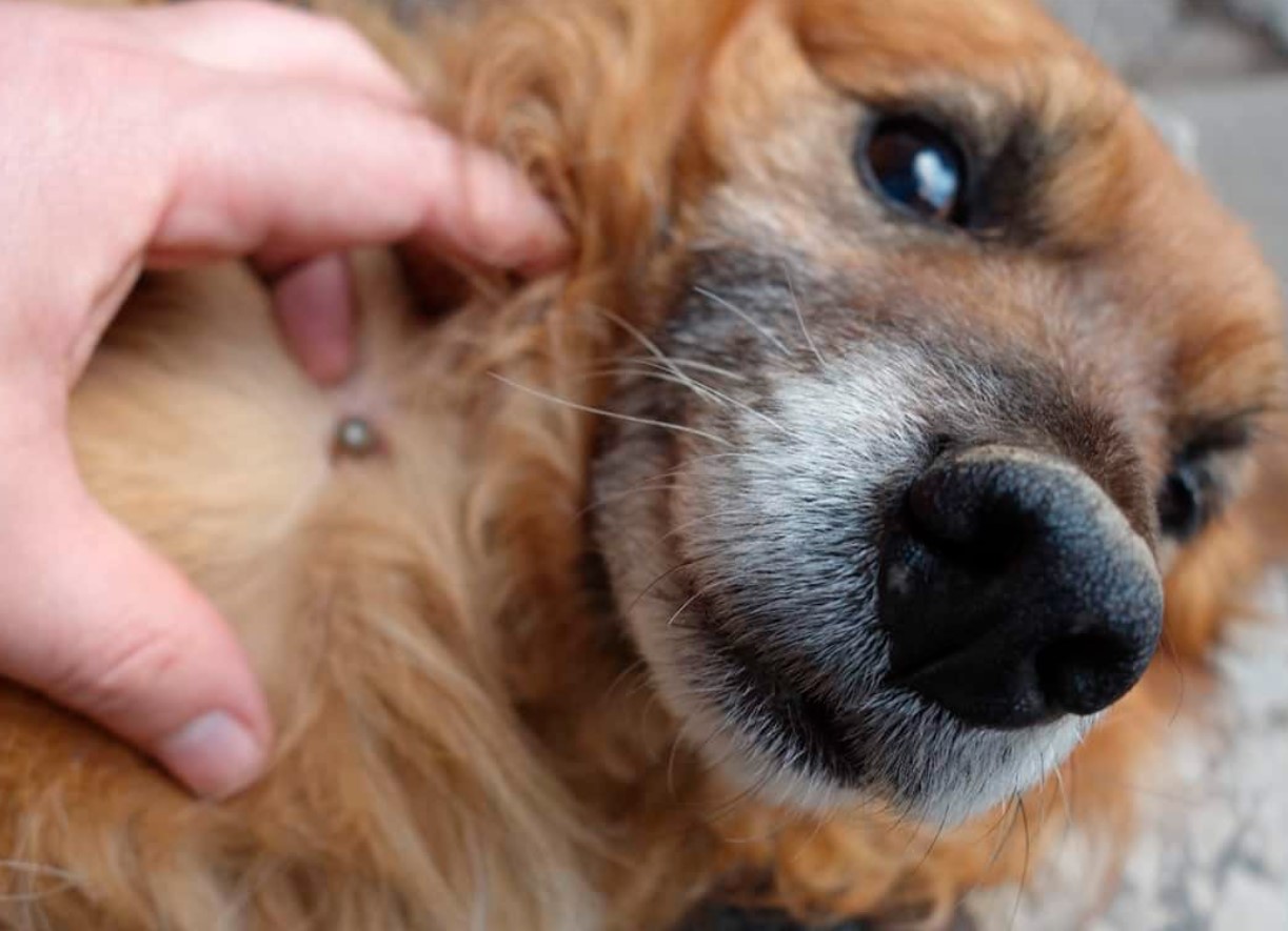 Flere og flere hunde bliver syge af flåtbid