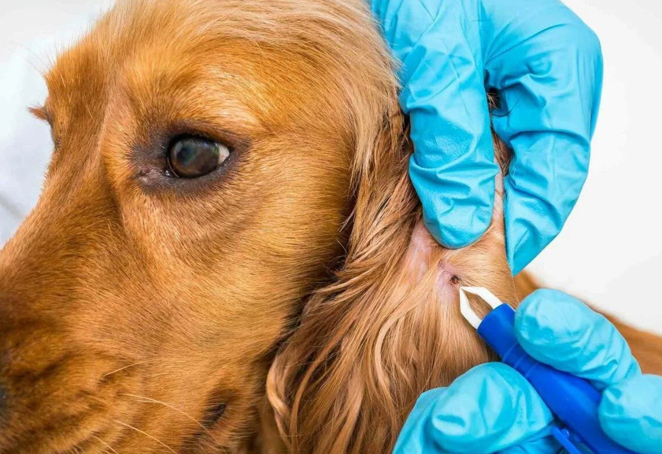 Flere og flere hunde bliver syge af flåtbid