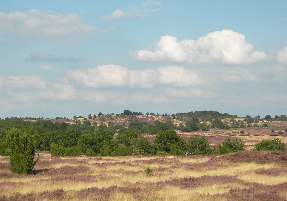 Magisk purpur: her blomstrer Lüneburger Heide