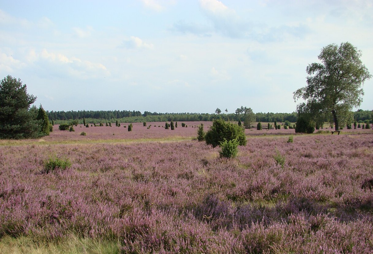 Magisk purpur: her blomstrer Lüneburger Heide