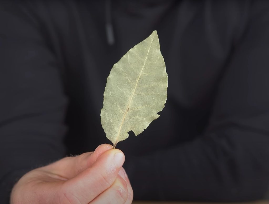 Magien ved laurbærblade i dit køleskab: et simpelt trick, som bedstemødre svor til